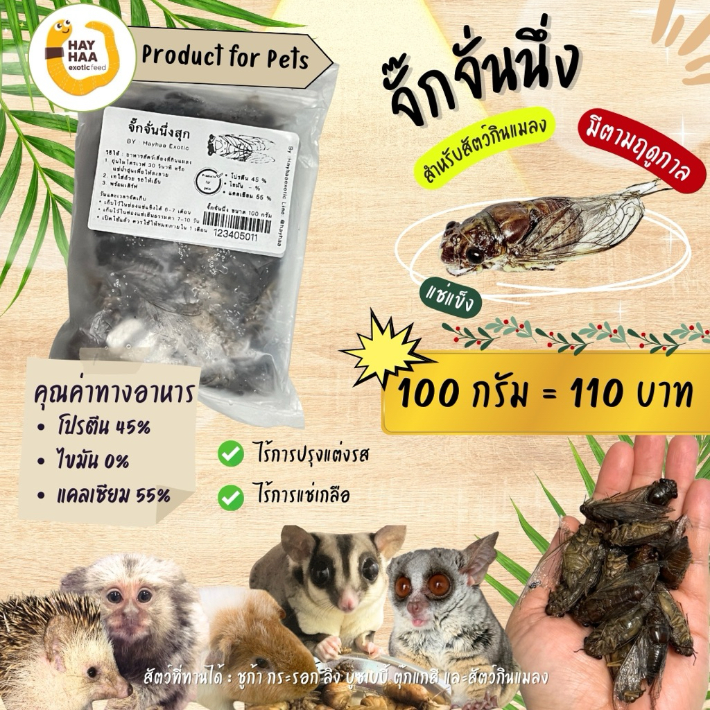 จั๊นจั่นนึ่ง Cicada สำหรับสัตว์