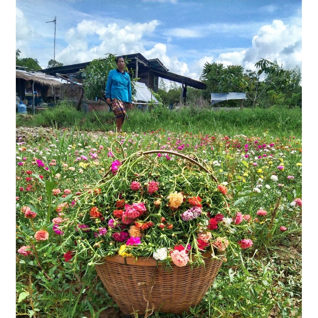 ดอกแพรเซี่ยงไฮ้ 250 กรัม คละสี เก็บสดให้ทุกวันจ้า กิ่งยาวอวบ รับประกันความสดเเละสวย สีสันสวยงาม