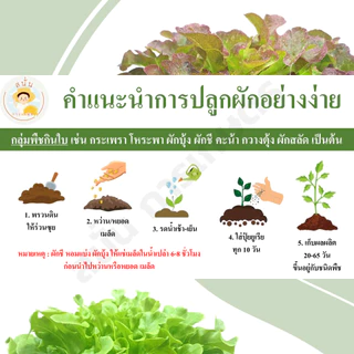 เมล็ดพันธุ์ ผักชีไทย ผักหอมป้อม เมล็ดใหม่ งอกไว เมล็ดผักชี สีแดงอมชมพู มีกลิ่นหอม (1 ซอง 200 เมล็ด)