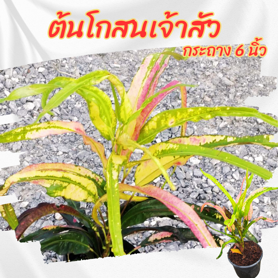 ต้นไม้ ต้นโกสนเจ้าสัว กระถาง 6 นิ้ว ( ส่งพร้อมกระถาง ) ไม้ดอกไม้ประดับไม้จัดสวน