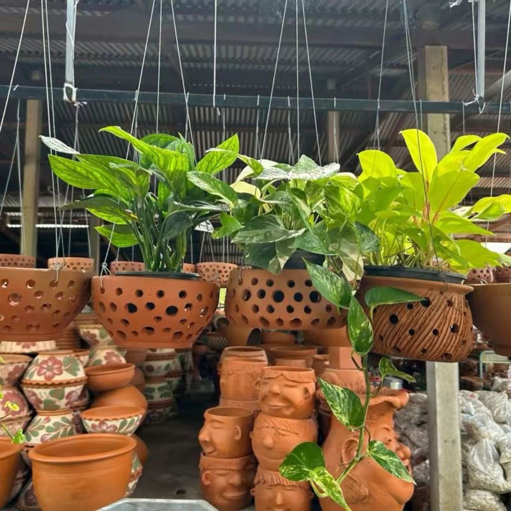 กระถางดินเผาแบบแขวน กระถางแขวนปลูกกล้วยไม้ ต้นพูด่าง ขนาด รูปที่ 7