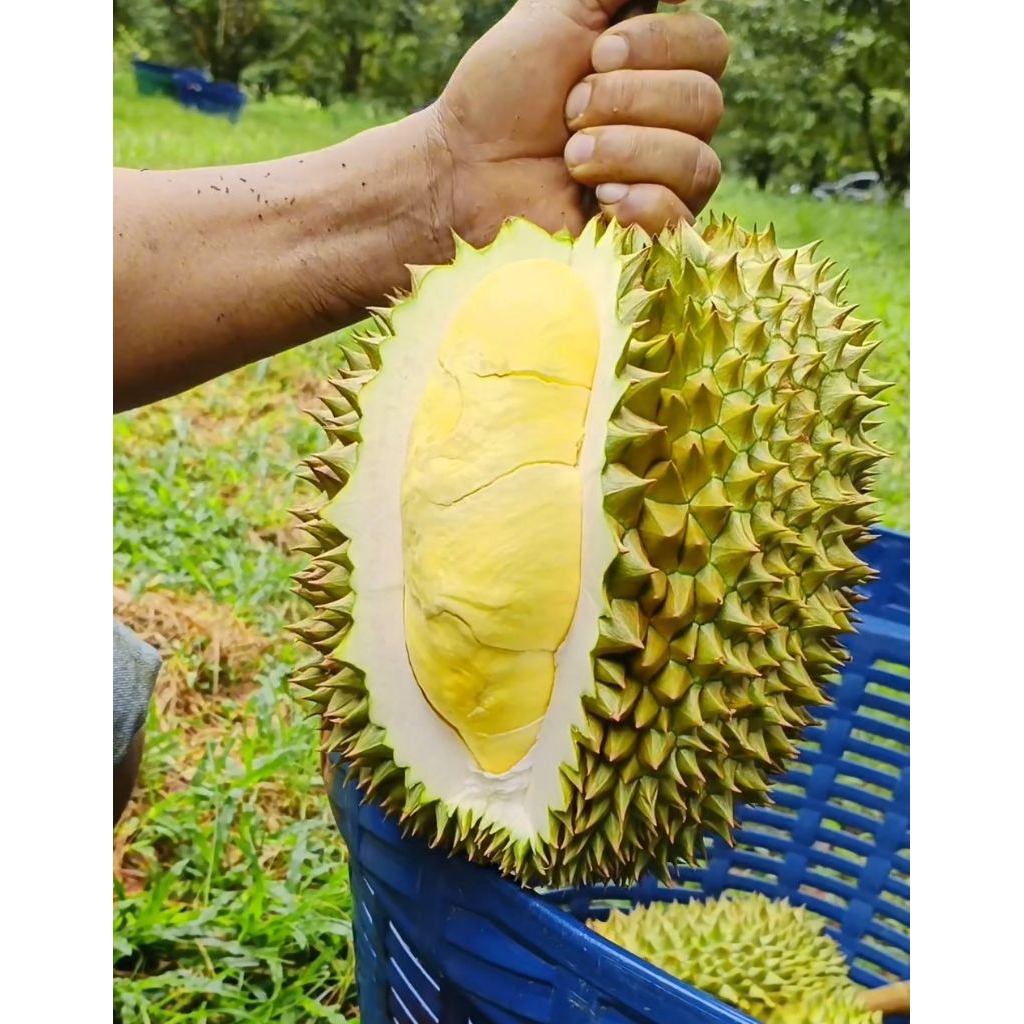 📢มีของพร้อมส่ง📢ทุเรียนหมอนทอง3-4kg.เกรดพรีเมี่ยม🛻จัดส่งภายใน1วัน_รับประกันเนื้อทุกลูก (นนรวม.3-4กก.)
