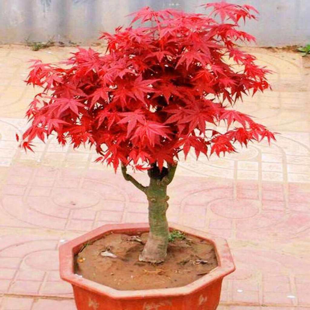 10Seeds Japanese Red Maple Tree Seeds for Planting Bonsai Seeds  Plants Japanese Red Maple Plants Tr