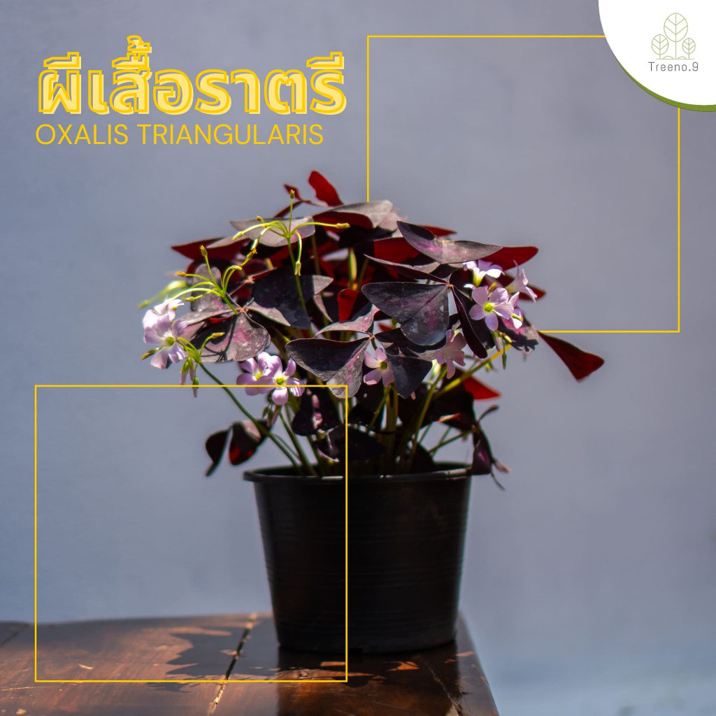 Treeno.9 T55 ผีเสื้อราตรี Oxalis triangularis กระถาง 6 นิ้ว ไม้ประดับใบสีม่วงเข้ม สวยดั่งต้องมนต์