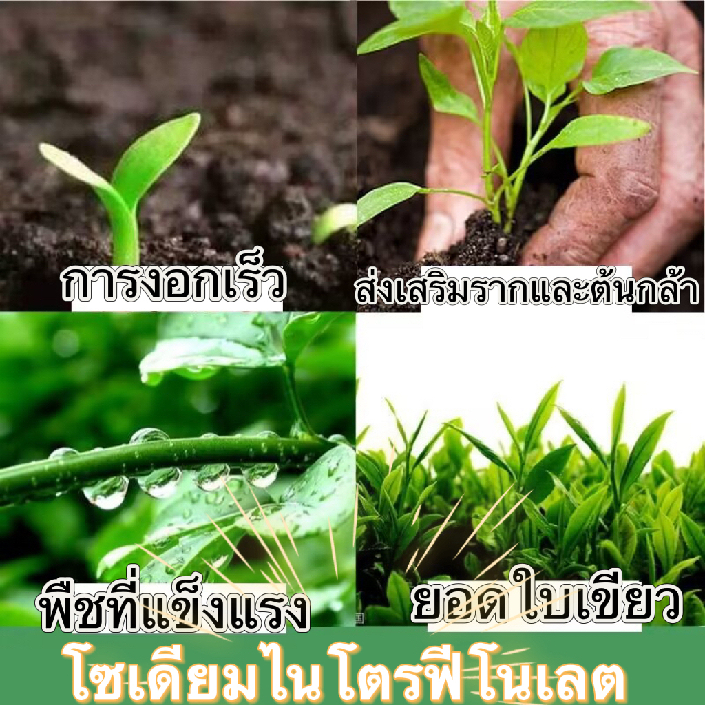 สารประกอบไนโตรเจน โซเดียมไนโตรฟีนอล ผงดั้งเดิม 98% ตัวแทนการฟื้นคืนชีพของเซลล์ ปุ๋ยการเจริญเติบโตของพืช ปุ๋ยทา(20KG) - รูปที่ 3