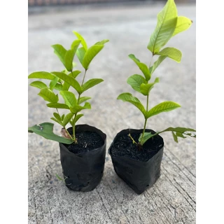 ต้นชมพู่พลาสติก หรือ ชมพู่แก้ว เป็นไม้ยืนต้นขนาดกลาง Patsorntree