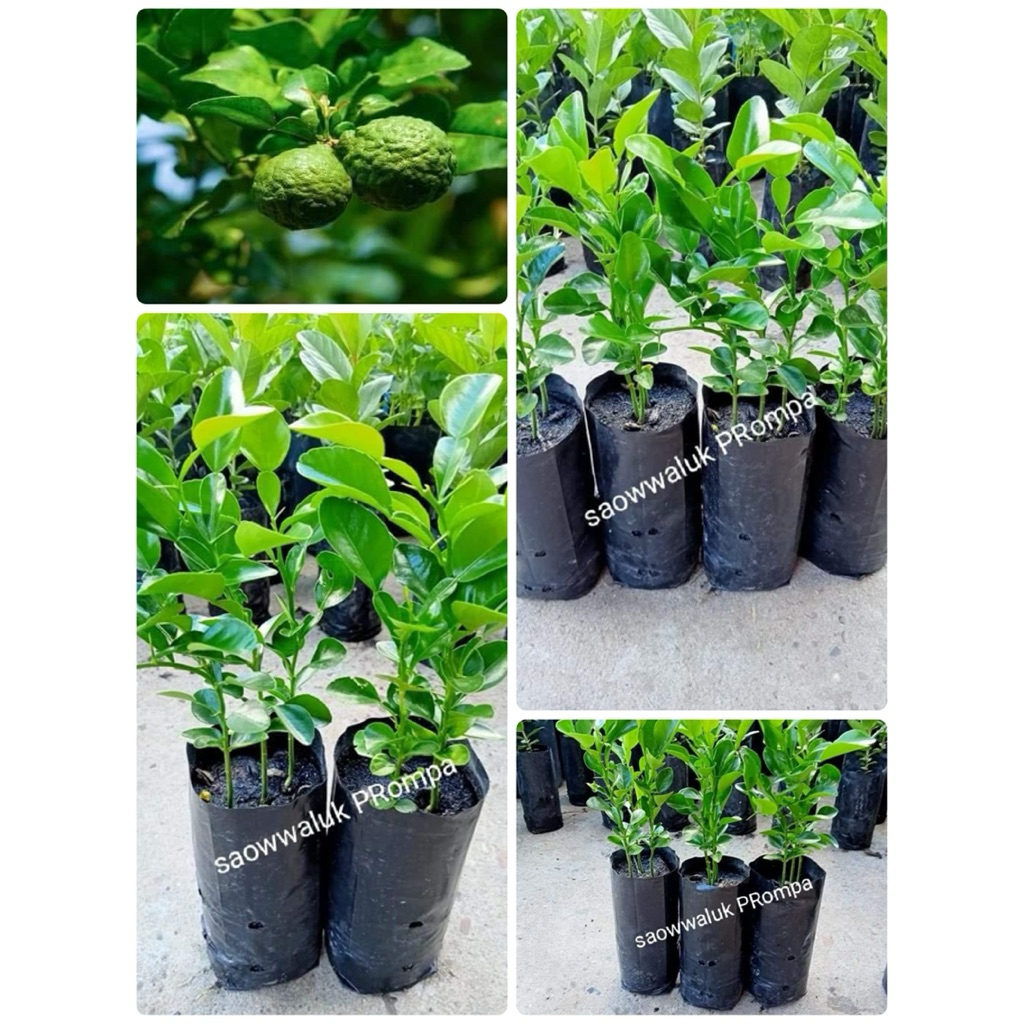 ☘️☘️ต้นมะกรูดหอมตัดใบเพราะเมล็ด ☘️☘️ ต้นสูงประมาณ 30 ถึง 40 เซนติเมตรพร้อมปลูก
