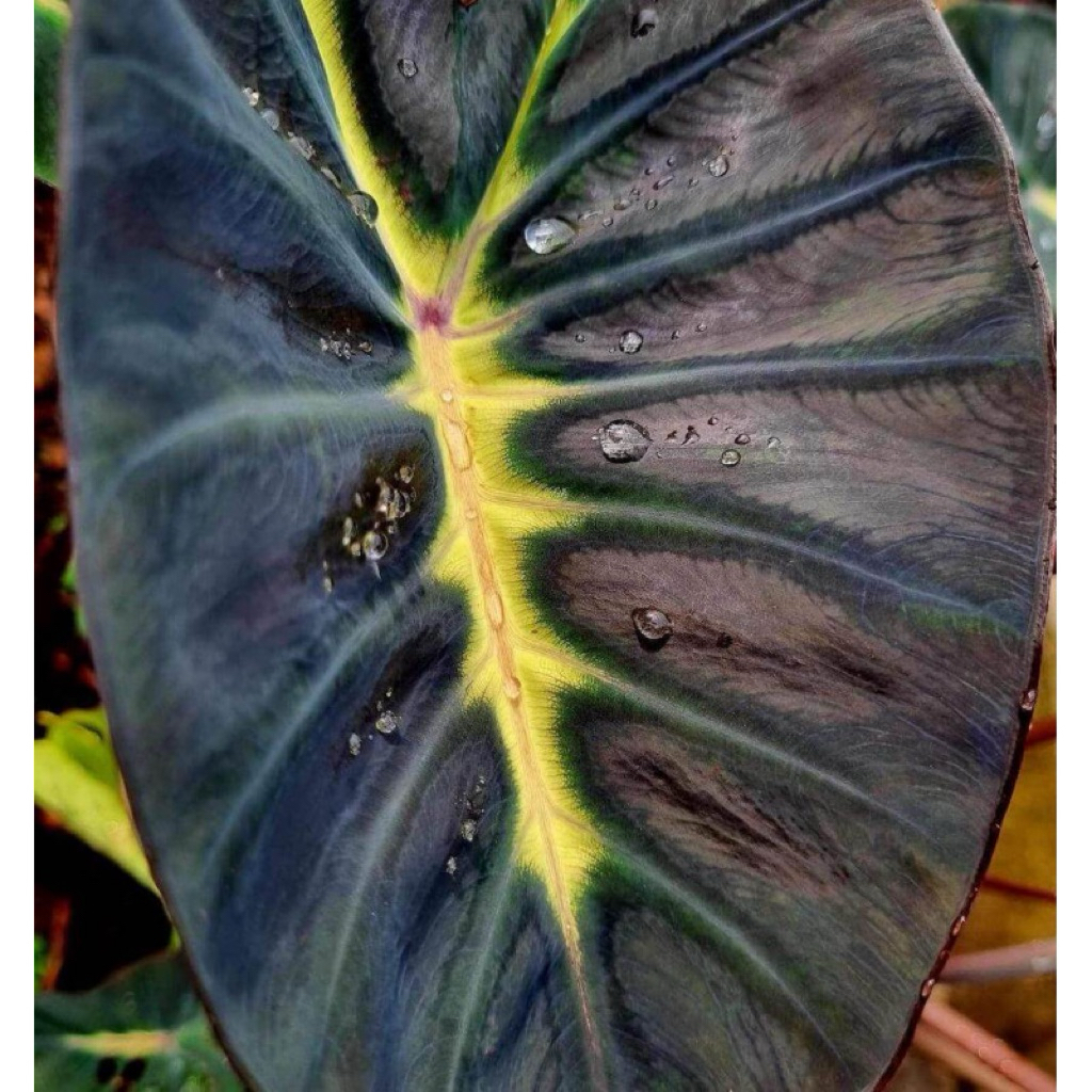 โคโลคาเซีย  เยลโล่แบล๊ค (Colocasia Yellow Black )ไม้ฟอกอากาศ ไม้มงคล ไม้ประดับ ไม้แต่งสวน ไม้หายาก