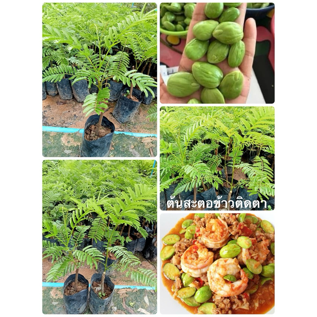 🍀🍀ต้นสะตอข้าวติดตา🍀🍀ต้นสูงประมาณ 40 ถึง 50 เซนติเมตรพร้อมปลูก