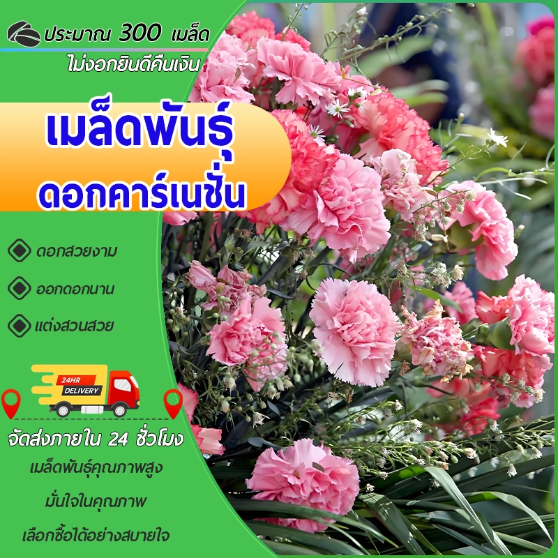 300 เมล็ด เมล็ดดอกคาร์เนชั่น  เมล็ดพันธุ์ดอกคาร์เนชั่น   คละสี  คาร์เนชั่น  งอกง่าย  โตไว ดอกสวย