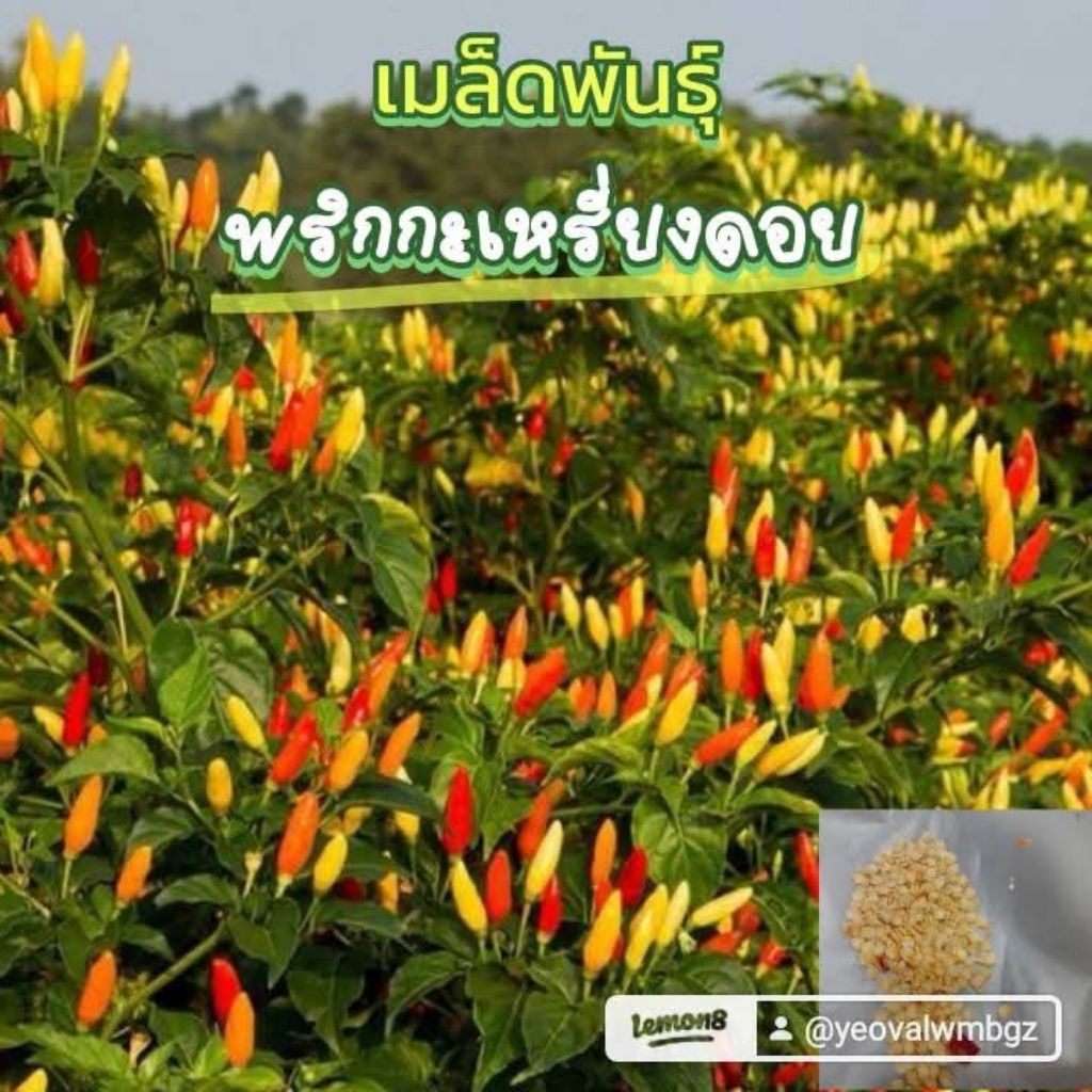 เมล็ดพันธุ์พริกกะเหรี่ยงดอย 300 เมล็ด 39 บาทซื้อ 2 แถม 1