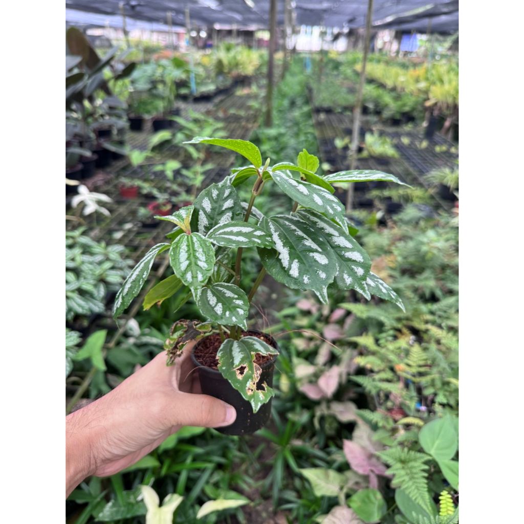 มุมมอง 2