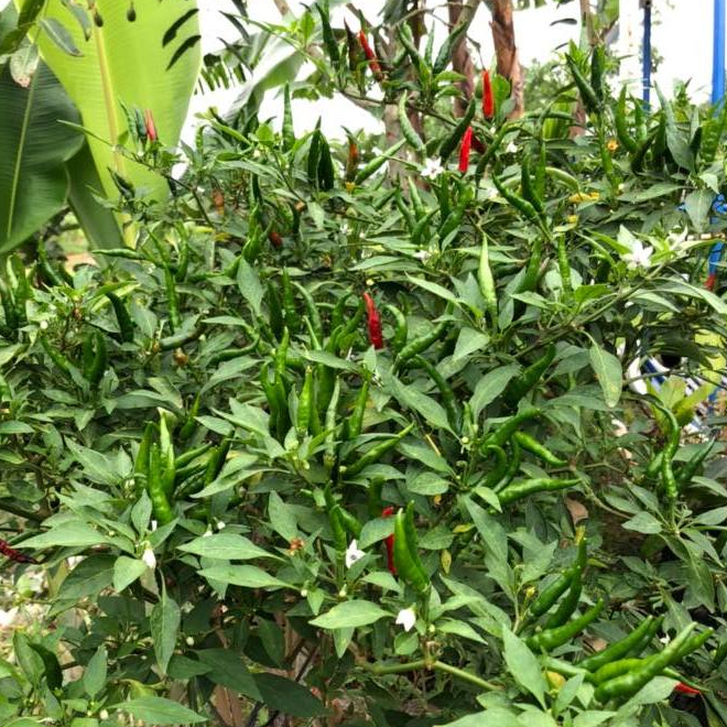 เมล็ดพันธุ์ พริกชี้ฟ้า ฟริกส้มตำ 90-200 เมล็ด ผลยาว ผิวมัน สีสด เผ็ดปานกลาง–จัด [10 แถม 1 คละได้]