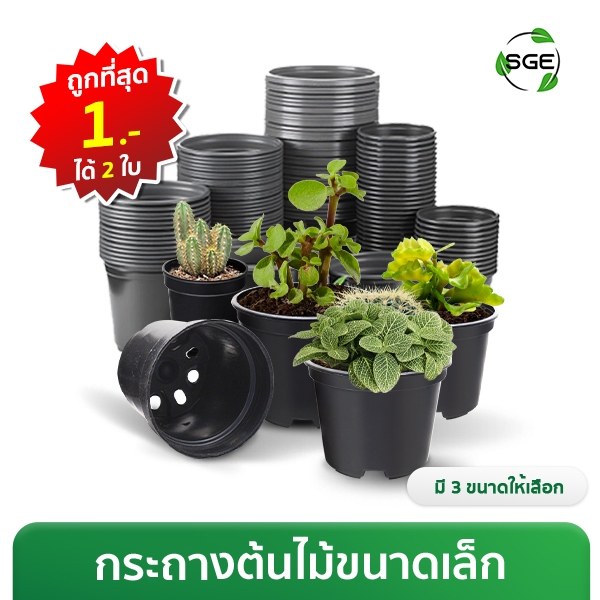 กระถางต้นไม้พลาสติก กระถางแคคตัส รุ่น POT-C วัสดุพลาสติก PP ทนทาน ไม่แตกหักง่าย  ของแท้จาก SGE!!!