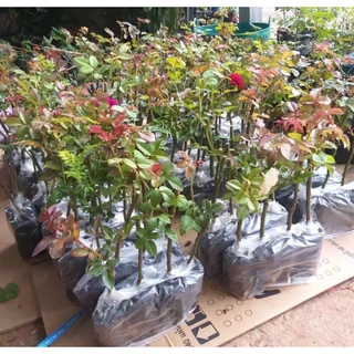 กุหลาบในถุงชำ ซื้อ 5 แถม 1 ฟรี 💥 พร้อมส่งทุกวัน ต้นละ 29 บาท กุหลาบในถุงเพาะชำ (คละสี) รากเดินดีเหมาะสำหรับท่านทีชอบ