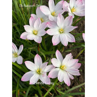 บัวดิน สีขาว8กลีบZ.White Lucky 4หัว50บาท