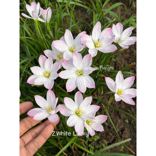 บัวดิน สีขาว8กลีบZ.White Lucky 4หัว50บาท