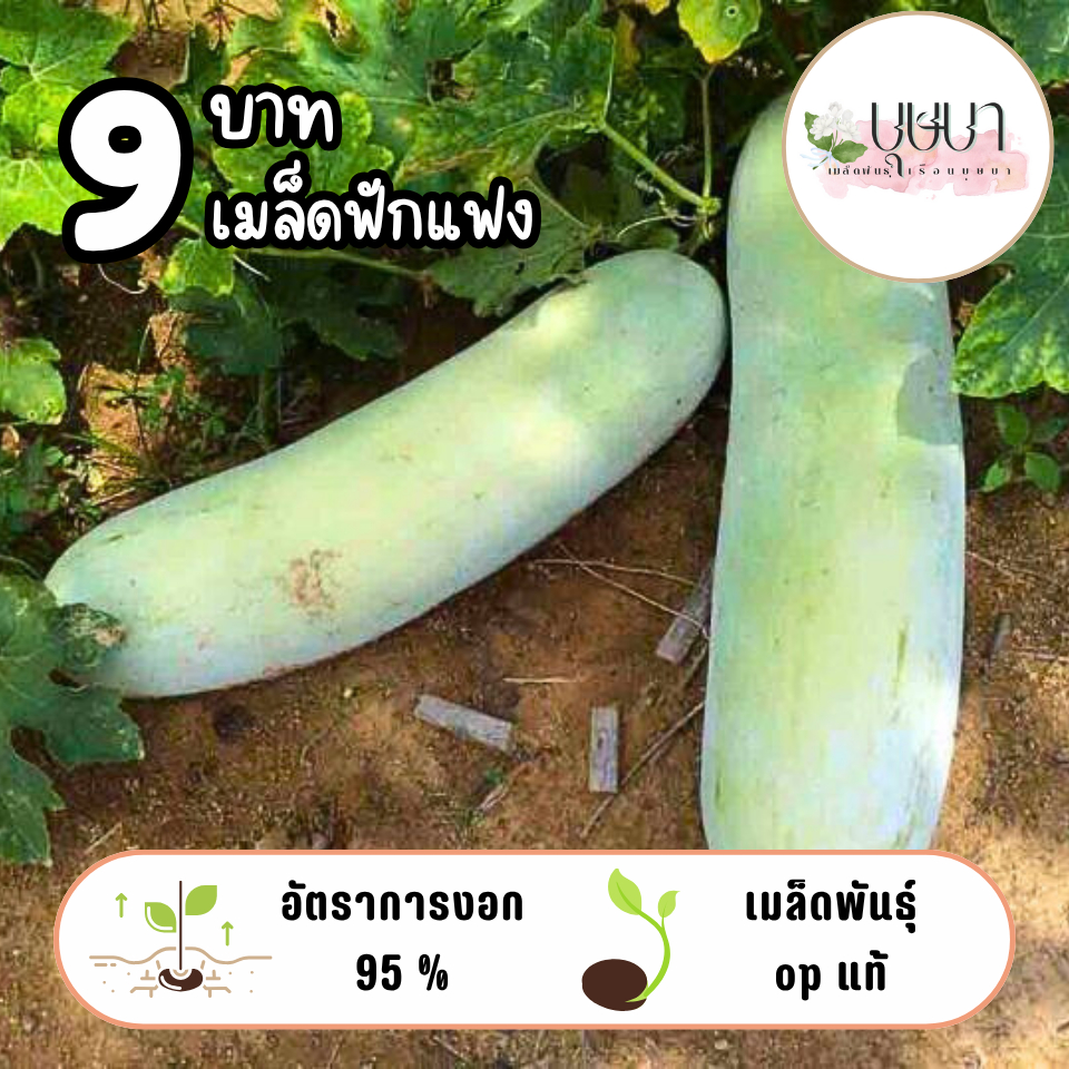 เมล็ดพันธุ์ฟักแฟง 9บาท 20เมล็ด