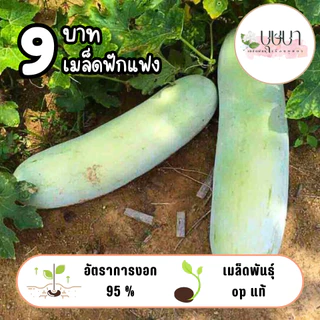 เมล็ดพันธุ์ฟักแฟง 9บาท 20เมล็ด