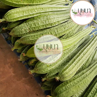 เมล็ดบวบเหลี่ยม 9บาท 20เมล็ด
