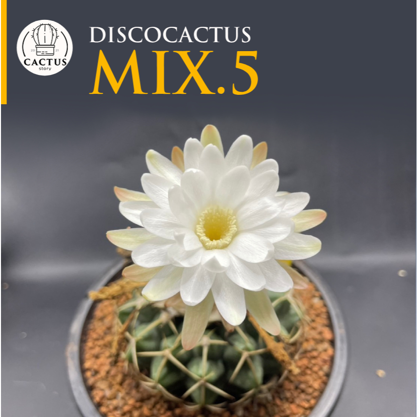 🪺🪺Discocactus MIX🪺🪺 กระถาง 5 นิ้ว ไม้เมล็ด
