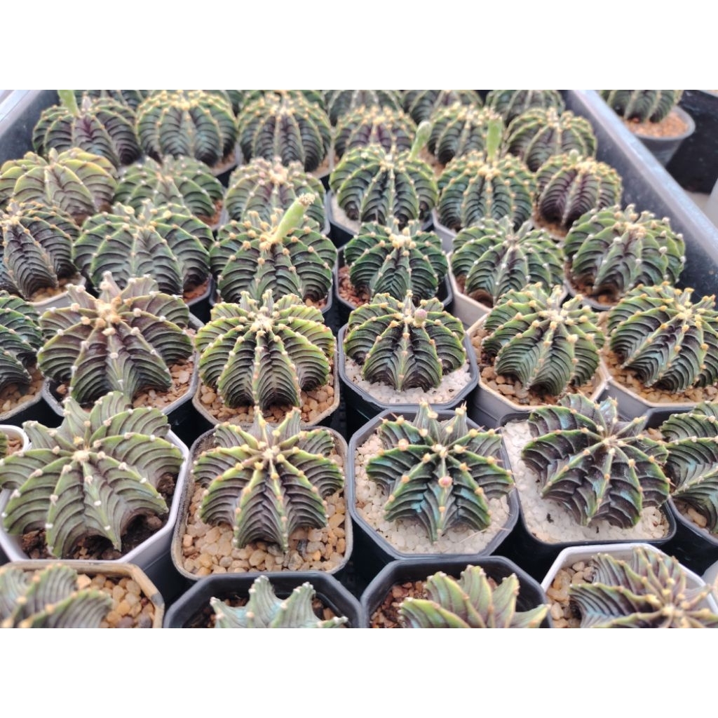 LB 2178 แท้ ไม้เมล็ด