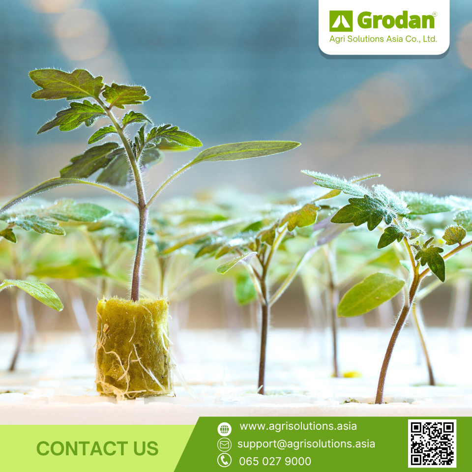 Grodan kiem plug loose วัสดุเพาะกล้า บรรจุ 100 ชิ้น/ถุง