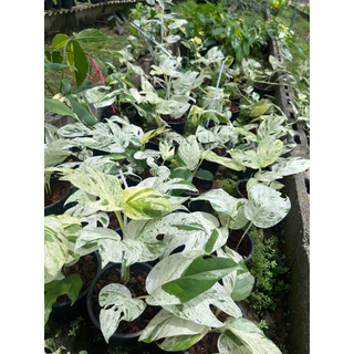 🌱อิพิมาเบิ้ล ใบฉีก(คัดลายด่างพิเศษ)🌱 Epipremnum Pinnatum Marble Variegated