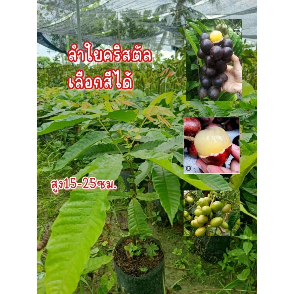 ต้นลำใยคริสตัล สีม่วง แดง เขียว สูง35-50ซม. ต้นแข็งแรง พร้อมลงดินได้เลยจ้า