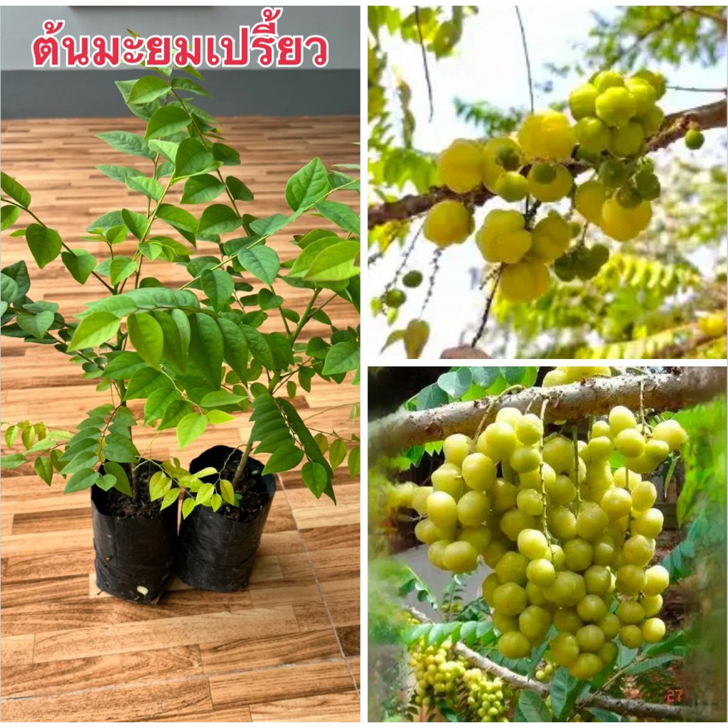 ต้นมะยมเปรี้ยว ถุงใหญ่ 3ถุง120.พร้อมส่งพร้อมปลูกจ้า