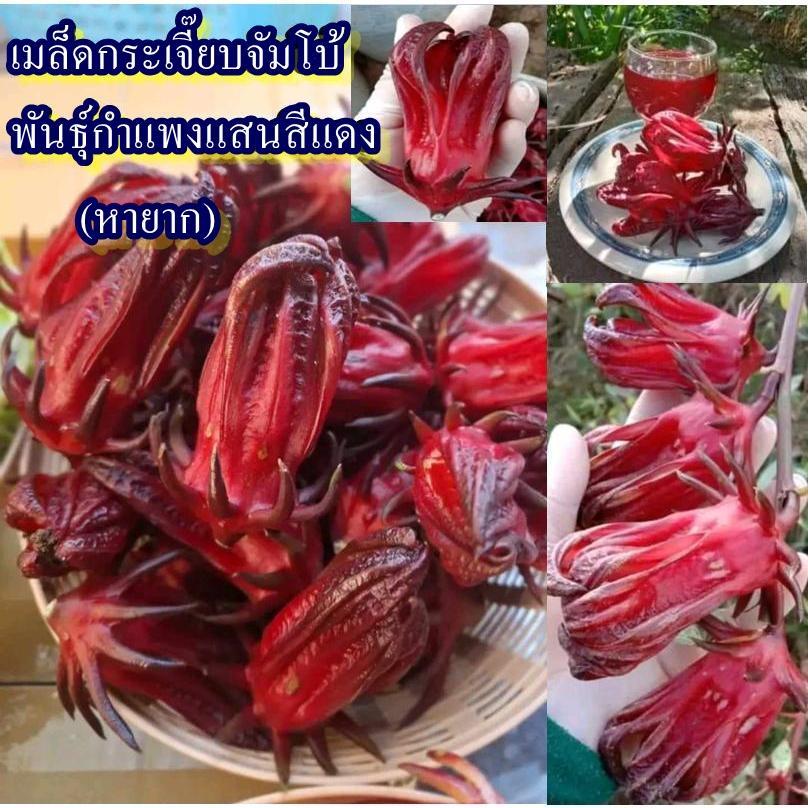 40+ เมล็ด เมล็ดกระเจี๊ยบจัมโบ้ พันธุ์กำแพงแสนสีแดง (หายาก ผลใหญ่จัมโบ้ รสชาติเปรี้ยว ปลูกง่ายชอบแดด ออกฝักดก)