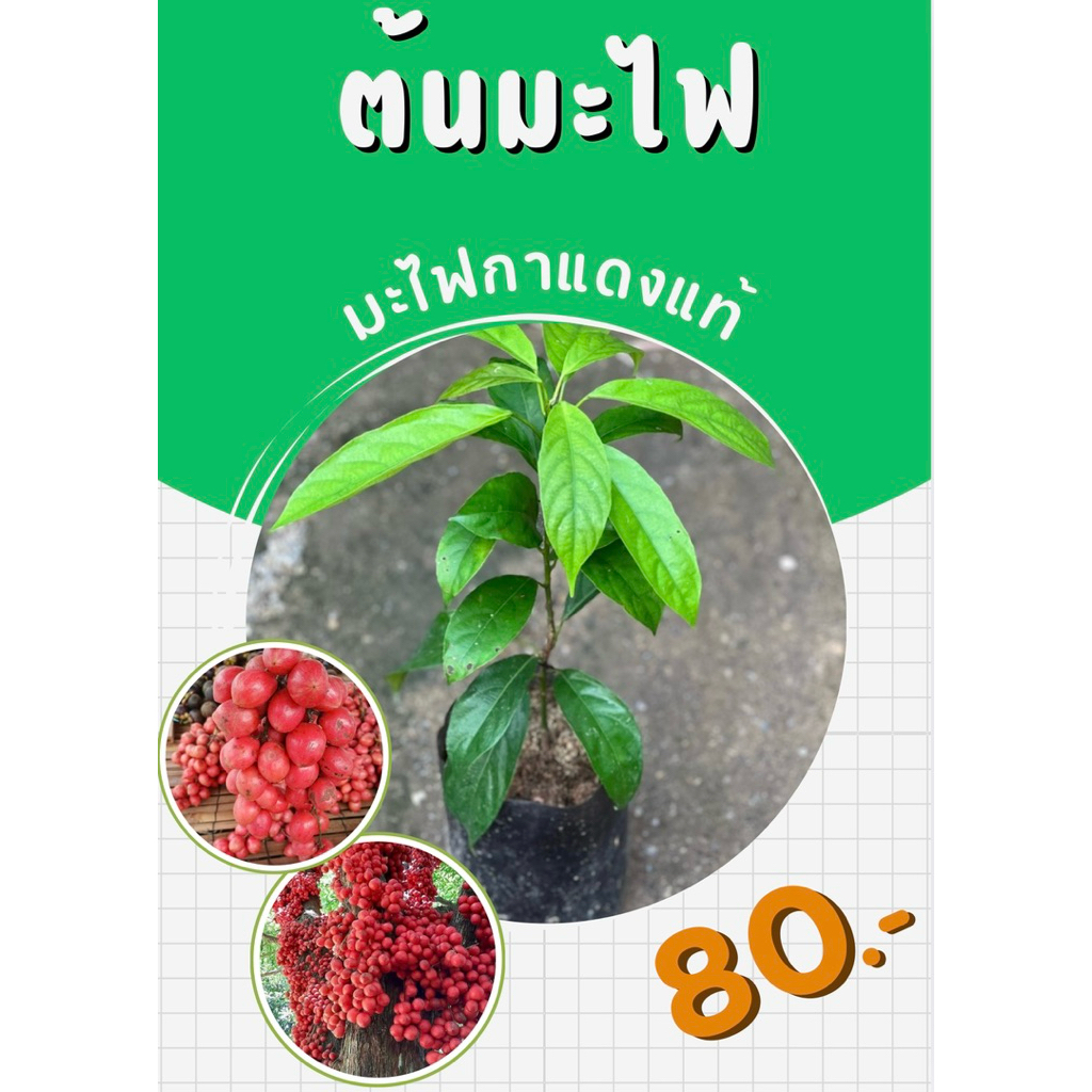 ต้นมะไฟกาแดงแท้(เสียบยอด)🌱พร้อมปลูกทันที🌱
