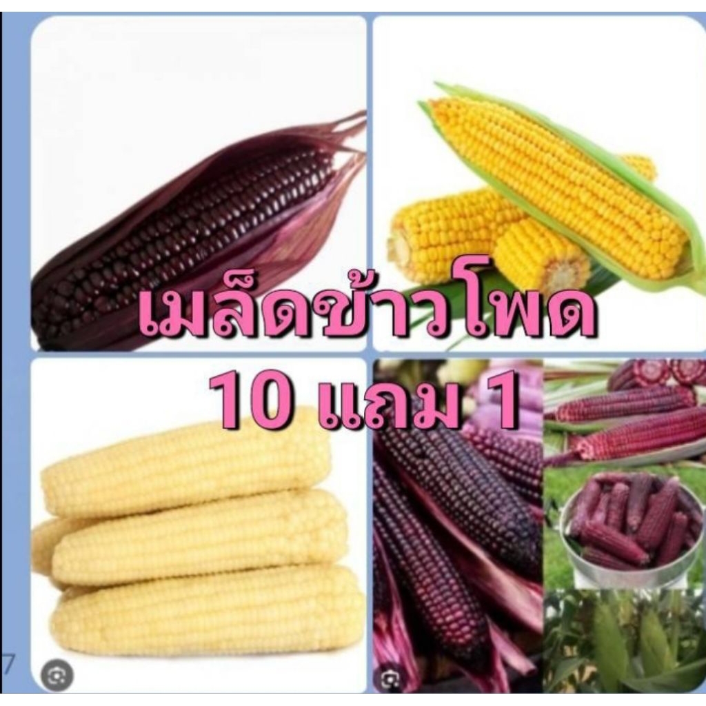 เมล็ดข้าวโพด 10 แถม 1 ถูกที่สุด มีหลายพันธุ์ให้เลือกค่ะ