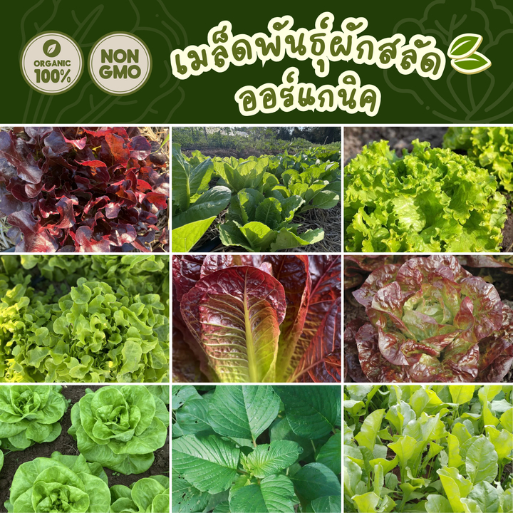 เมล็ดพันธุ์ ผักสลัด 100% ออร์แกนิค Non-GMO พรีเมี่ยม (Organic Lettuce Seed) บรรจุ 200 เมล็ด [ซื้อ5แถม1!]