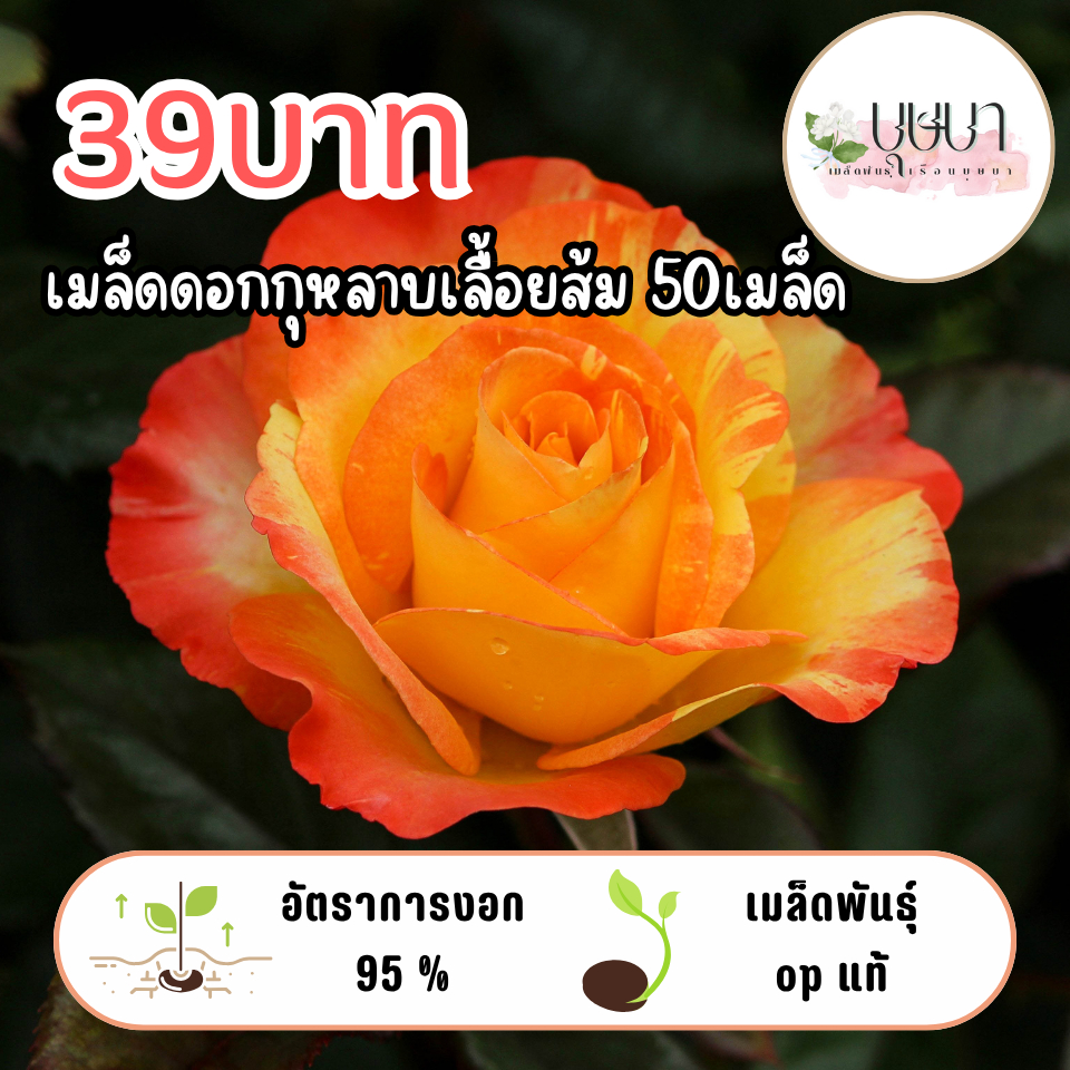 เมล็ดกุหลาบเลื้อยส้ม 39บาท 50เมล็ด