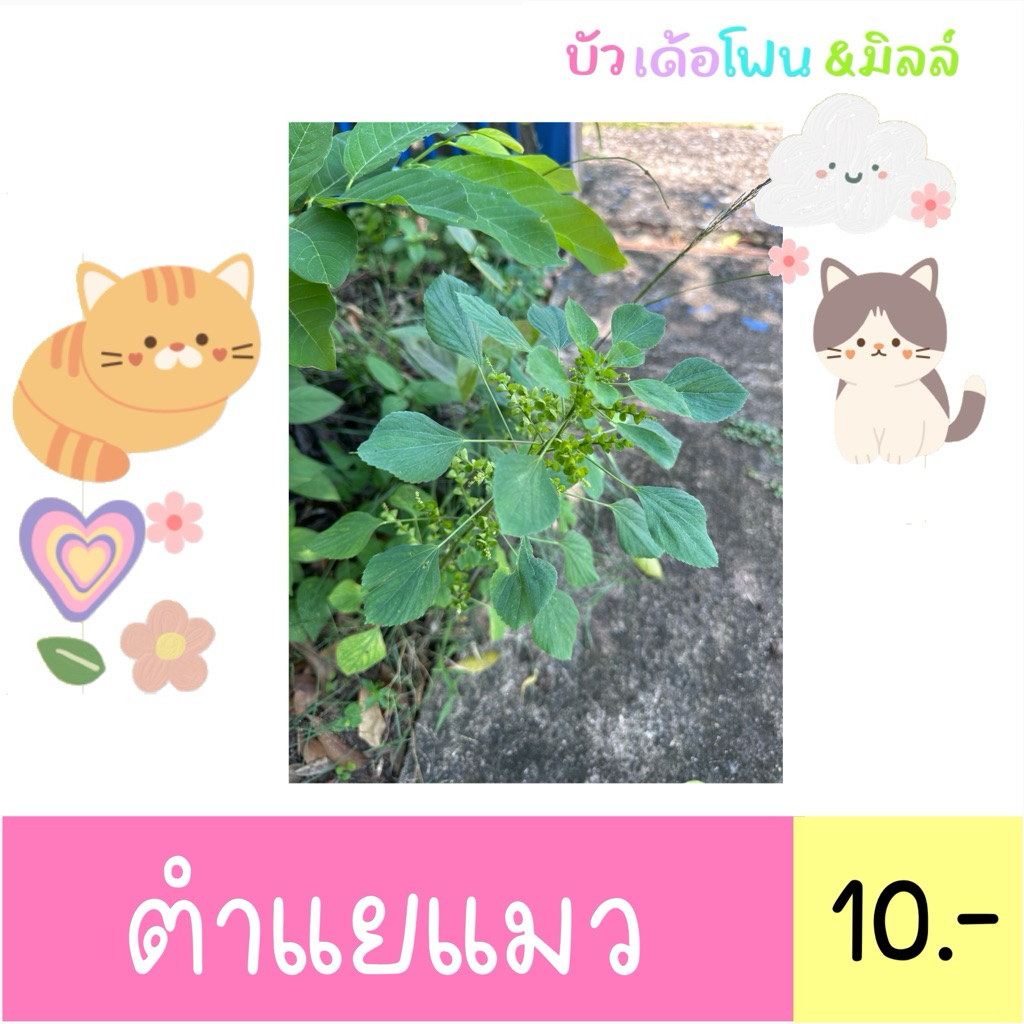ต้นละ 1 บาท 🥬ตำแยแมว พร้อมส่ง