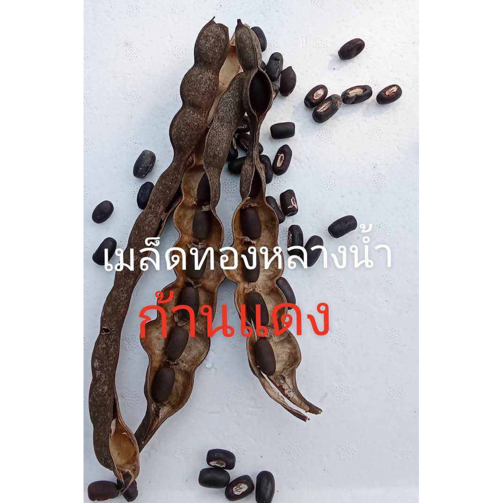 เมล็ดพันธุ์ต้นทองหลางน้ำก้านแดง มีหนาม ใบใช้หมักจุลินทรีย์ ใบอ่อนกินได้