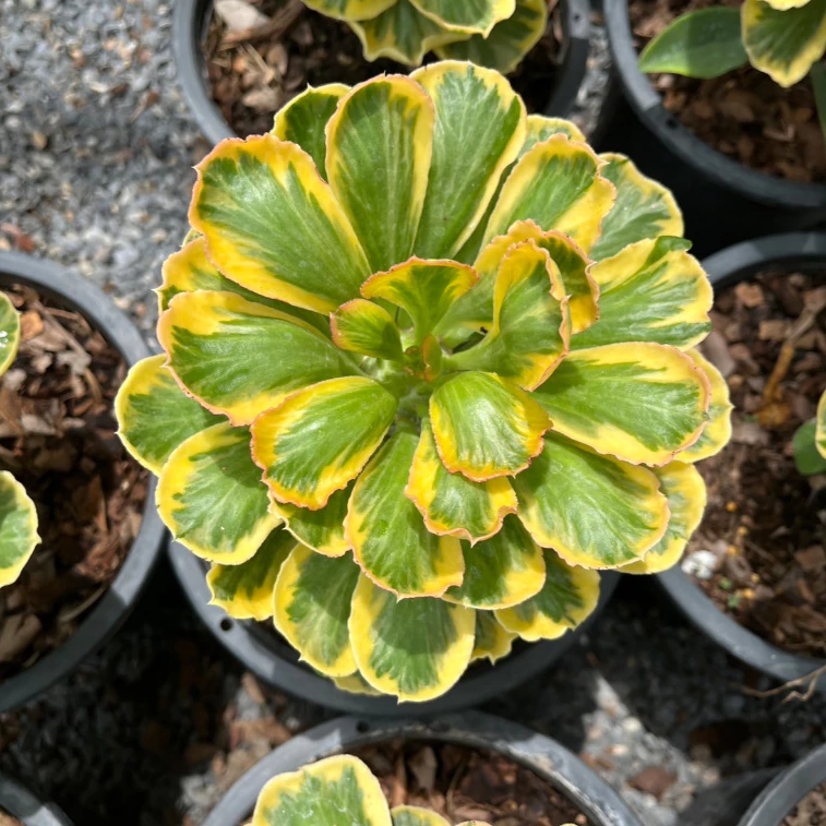 นาคราชทองอำพันด่างเหลือง ต้นมังกรทอง นาคราชทองคำ ต้นไม้มงคล Euphorbia Poissonii Variegata