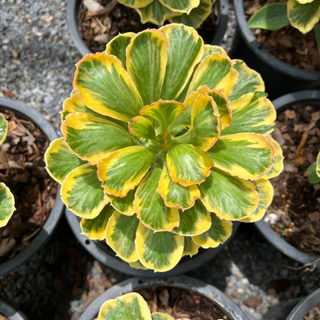 นาคราชทองอำพันด่างเหลือง ต้นมังกรทอง นาคราชทองคำ ต้นไม้มงคล Euphorbia Poissonii Variegata