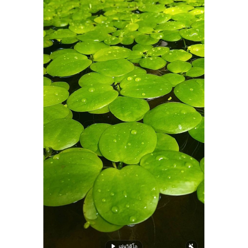 🍀จอกญี่ปุ่น🍀ตกเเต่งตู้ปลาอ่างปลา🍀เลี้ยงง่ายโตไว🍀5เเถม5.🍀
