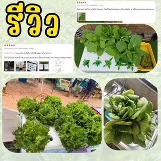 AB ไฮโดรโปนิกส์ ขนาด (**50 ลิตร**) เกล็ดละลายน้ำ พร้อมคลิปสอนผสม ใช้ได้นาน ประหยัดคุ้มค่า