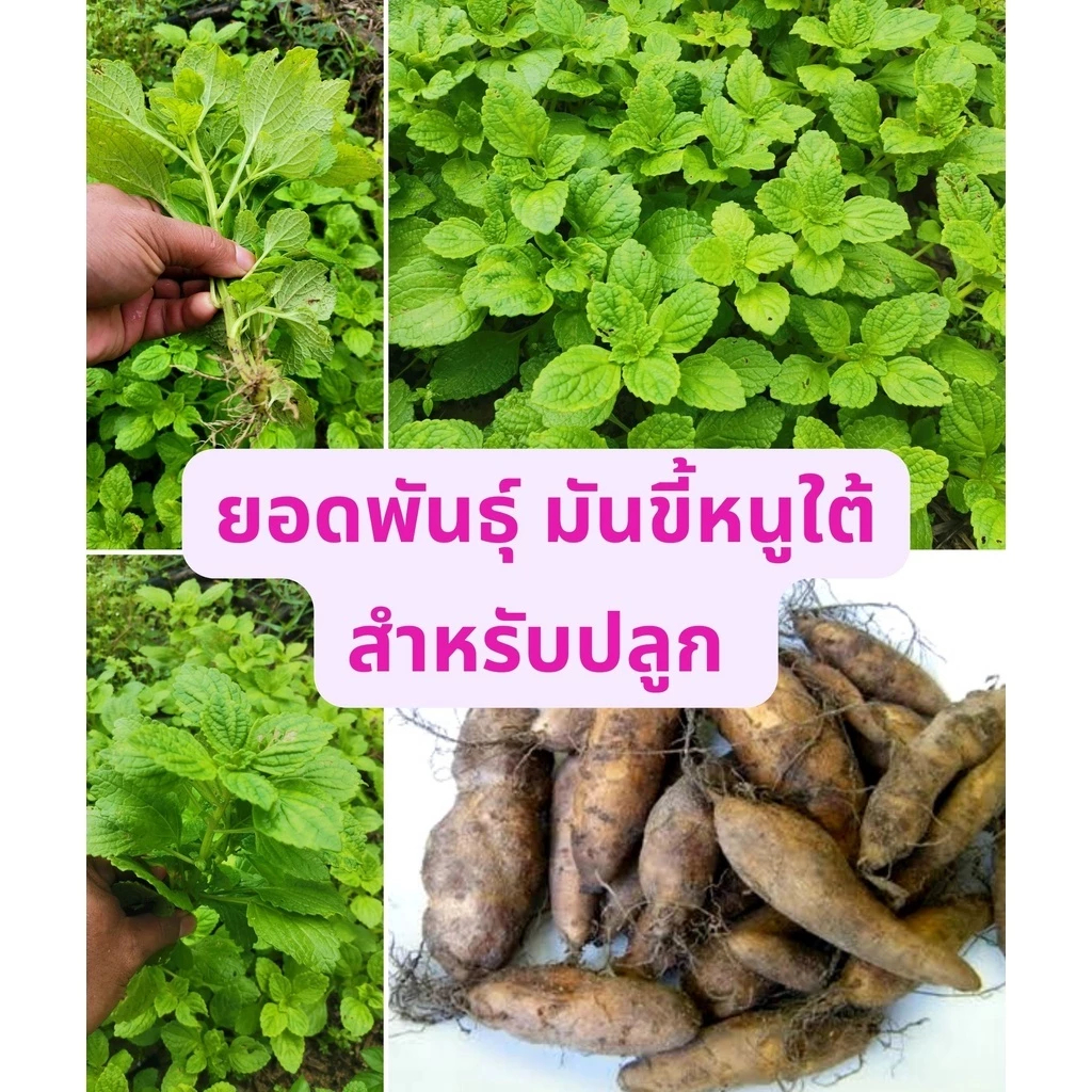 ยอดพันธุ์​ หัวพันธุ์ มันขี้​หนู​ใต้​ สำหรับ​ปลูก​