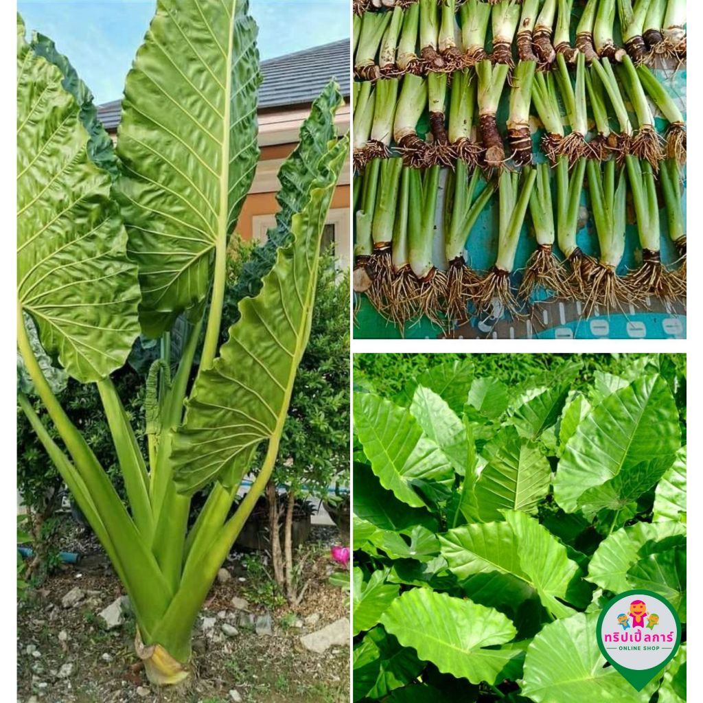 🌿ถูกสุดๆ 🌿บอนกระดาษยักษ์ บอนโหรา ส่งแบบตัดใบ ไม้ฟอกอากาศ