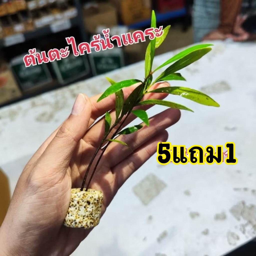 ต้นตะไคร้น้ำ แคระ ซื้อ5แถม1 💕💯