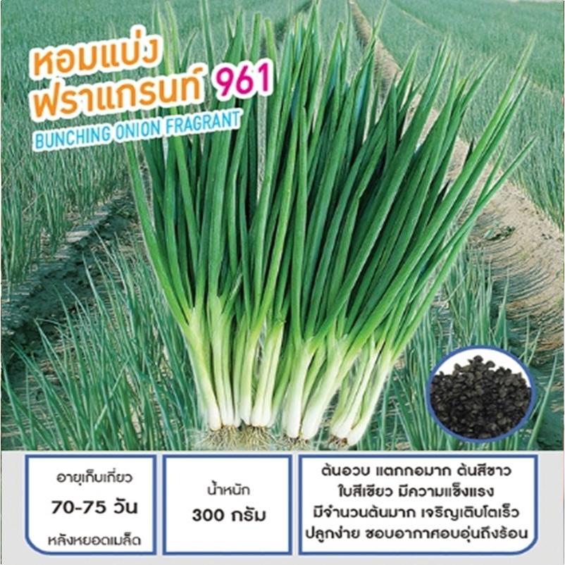 400+ เมล็ด เมล็ดหอมแบ่ง ฟราแกรนท์961 (ปลูกง่าย ต้นอวบ แตกกอมาก อัตรางอก 70% ต้นสีขาว ใบสีเขียว มีความแข็งแรง)