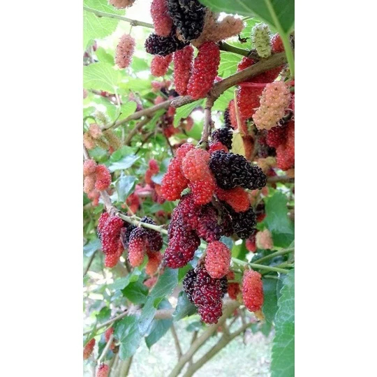 🌱กิ่งพันธุ์มัลเบอรี่พันธุ์เชียงใหม่60 กิ่งละ 2 บาท  มัลเบอรี่,กิ่งหม่อน,ให้ผลดก, มีเก็บเงินปลายทาง🚚(สั่งขั้นต่ำ 25กิ่ง)