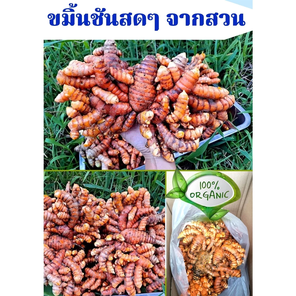 ขมิ้นชัน (ขมิ้นแกง) ​ปลอดสารพิษ ปลูกเอง​ ขายเอง​ (ปลูกได้)​ 🍀พร้อมส่ง🍀