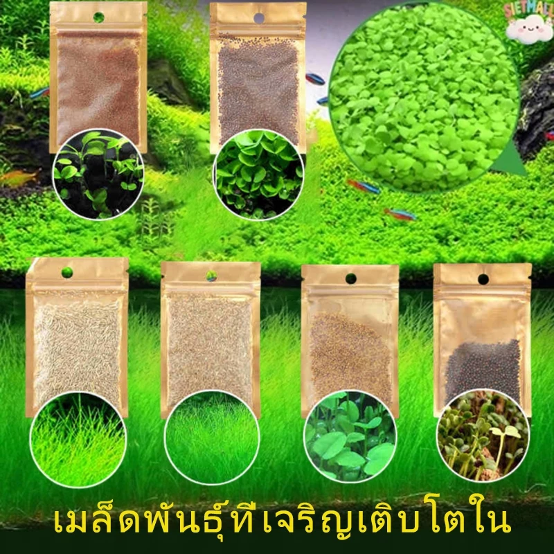 เมล็ดไม้น้ำ ตู้ปลา เมล็ดพันธุ์ไม้น้ำ ปลูกตกแต่งตู้ปลา อ่างบัว บ่อปลา ปลูกในน้ำ มี 6 ชนิด เลี้ยงปลา