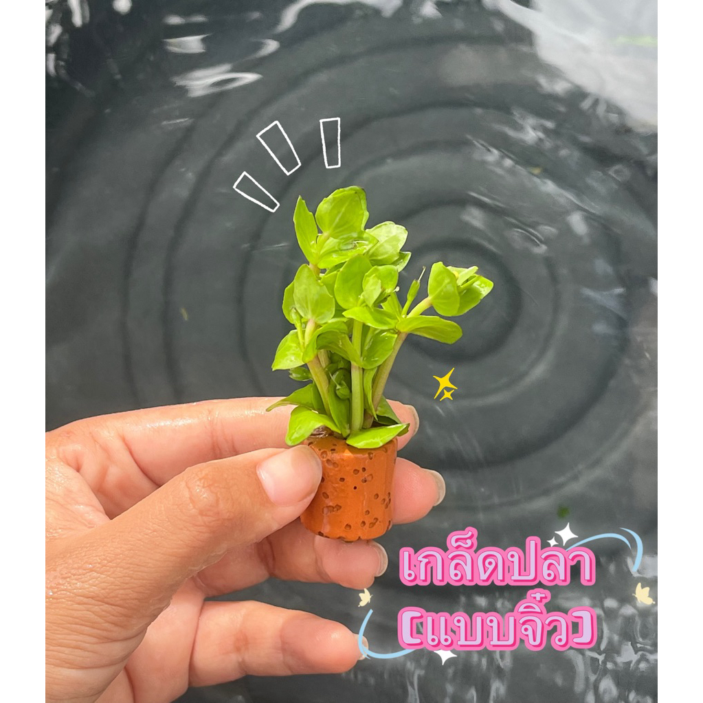 เกล็ดปลา(แบบจิ๋ว)อันเล็กน่ารัก