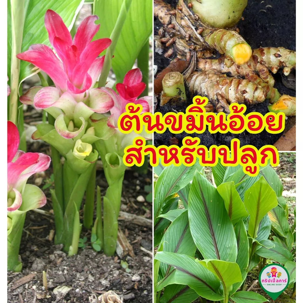 ต้นขมิ้นอ้อย กินได้ปลูกได้ เป็นสมุนไพร ปลูกติดง่าย